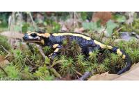 Salamandra salamandra