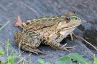 Pelophylax kl. esculentus