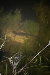 Triturus marmoratus