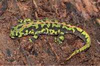 Triturus marmoratus