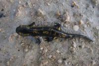 Salamandra salamandra