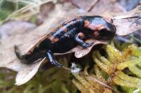 Salamandre tachetée 