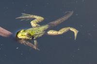 Pelophylax kl. esculentus