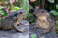 Bufo spinosus