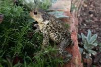 Bufo spinosus