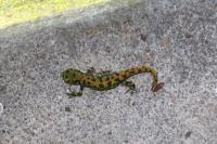 Triturus marmoratus