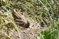 Pelophylax kl. esculentus