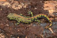 Triturus marmoratus