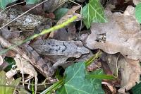 Rana dalmatina