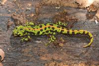 Triturus marmoratus