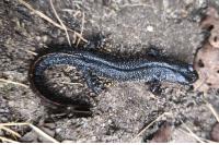 Triturus cristatus