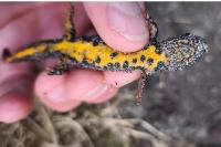 Triturus cristatus
