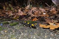 Salamandra salamandra