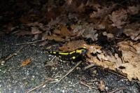 Salamandra salamandra