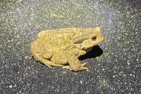 Bufo spinosus