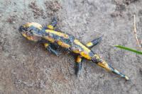 Salamandra salamandra