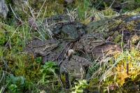 Grenouille verte 