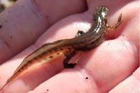 Lissotriton helveticus
