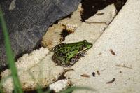 Pelophylax kl. esculentus