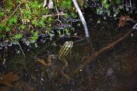 Pelophylax