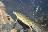 Lissotriton vulgaris