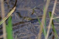 Pelophylax