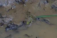 Pelophylax