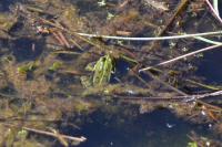 Pelophylax
