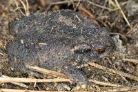 Bufo spinosus