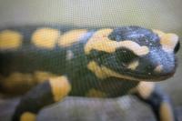 Salamandra salamandra