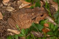 Bufo spinosus
