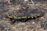 Salamandra salamandra