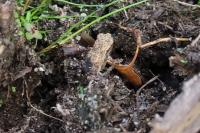 Bufo spinosus