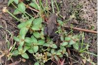 Bufo spinosus