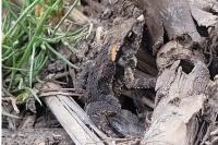 Bufo spinosus