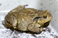 Bufo spinosus