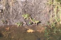 Pelophylax kl. esculentus