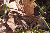 Pelophylax kl. esculentus