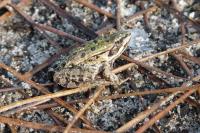 Pelophylax