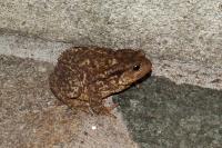 Bufo spinosus