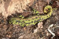Triturus marmoratus