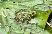 Pelophylax kl. esculentus