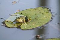 Pelophylax kl. esculentus