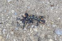 Salamandra salamandra