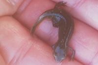 Lissotriton helveticus