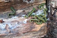 Triturus marmoratus