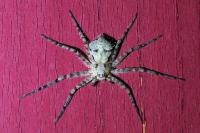 Philodromus margaritatus