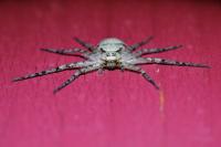 Philodromus margaritatus