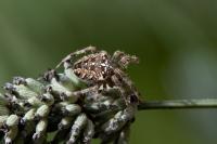 Araneus diadematus