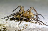 Zoropsis spinimana